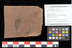 Foto (Objekt + Etikett) von Quercus palaeoilex Ettingshausen (NHMW-GEO-2024-0188-0868)